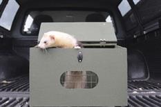 The Ferret Roadshow Photo 2