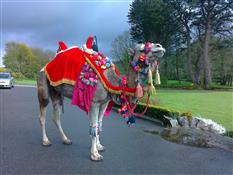 Joseph’s Amazing Camels Photo 4