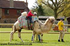 Joseph’s Amazing Camels Photo 3