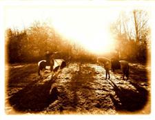 Steamhorse Photo 8